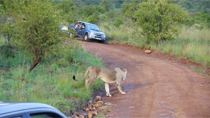 Pilanesberg-42