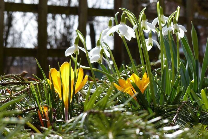 Garten blüht auf