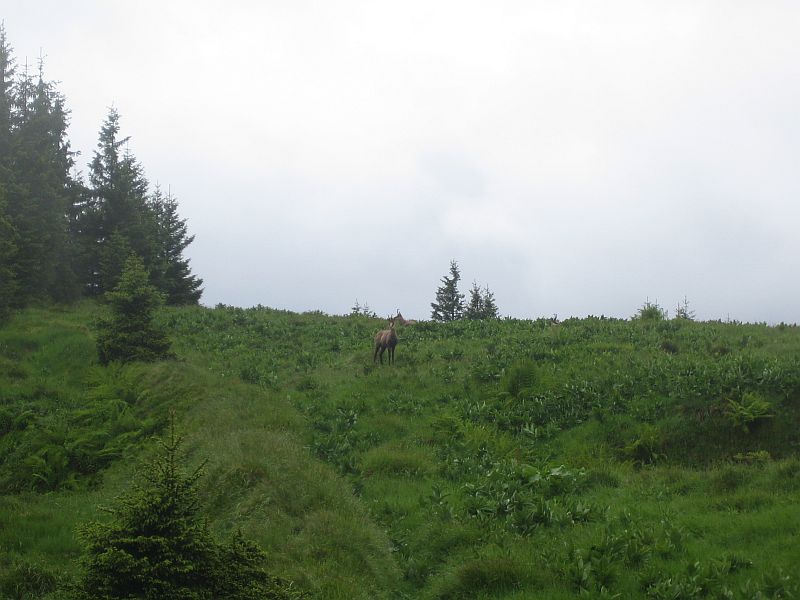 Hirschwanghütte Gämsen