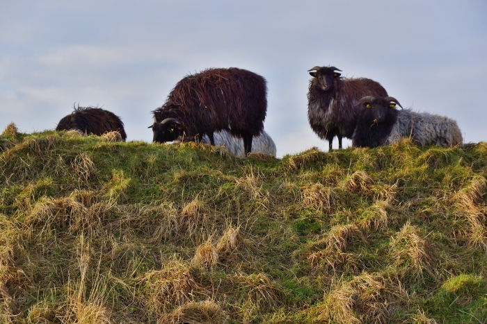 Helgoland1-09