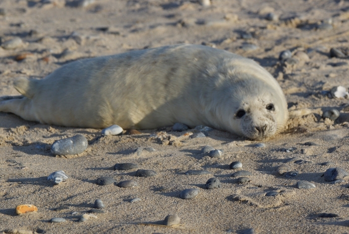 Helgoland1-44