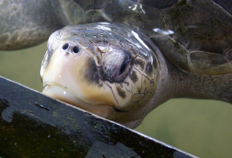 Unawatuna > Schildkrötenstation