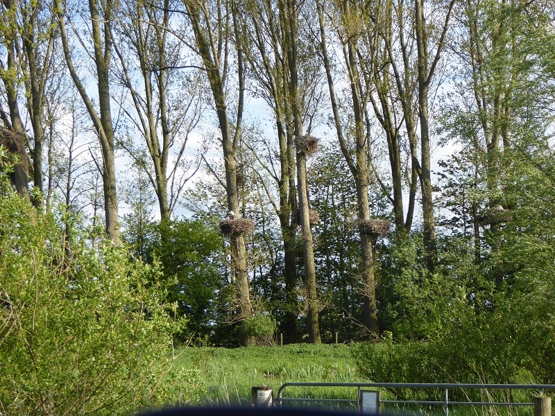 Storch (6)