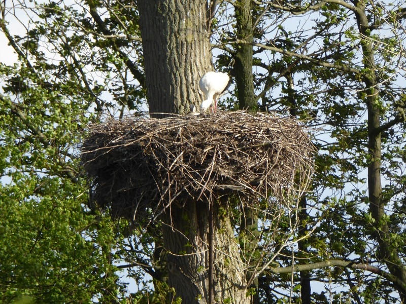 Storch (8)