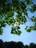 AUGSBURG > Wittelsbacher Park > grüne Blätter am Baum mit Sonnenstich