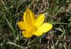 Sternbergia lutea > Herbstgoldbecher