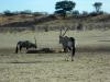 Kgalagadi Park 6