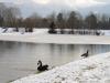 VÖGEL > Kanadagans und Trauerschwäne am Fischteich