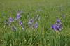 Chiemsee > Iris sibirica