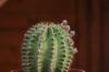 Mein Kaktus 8