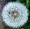 Pusteblume