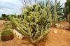 BOTANICACTUS > Myrtillo-Kaktus