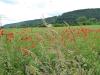 Mohn im Rapsfeld