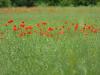 Mohn im Rapsfeld