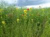 Mohn im Rapsfeld