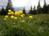 Frühling im Gebirge:Trollblumen