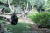 LORO PARQUE 2013 > 04_Flachlandgorilla