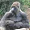 LORO PARQUE 2013 > 04_Flachlandgorilla_IMG_1737a