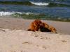 Usedom > Trassenheide > Am Hundestrand 6