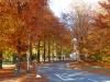 Apeldoorn - Bäume im Herbst