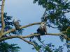 Udawalawe Nationalpark > Weißbauch-Seeadler