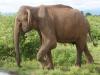 Udawalawe Nationalpark > Elefantenbulle