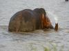 Udawalawe Nationalpark > Elefantenbulle