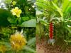 Kandy > Botanischer Garten Peradeniya