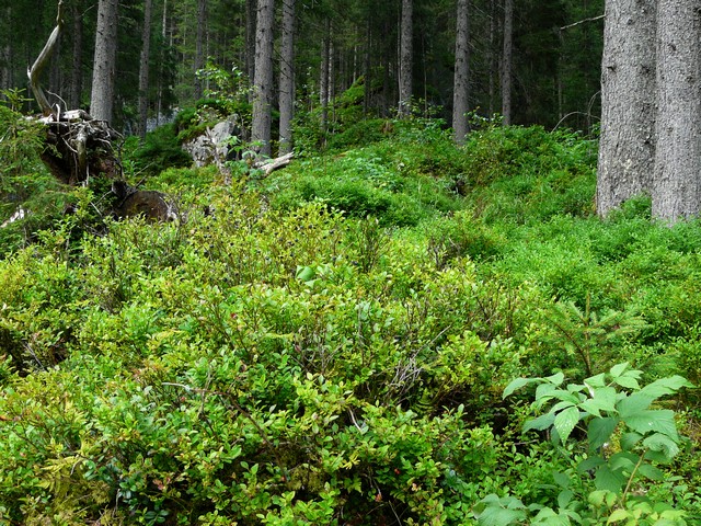 Zillertal grantig und lieblich 5