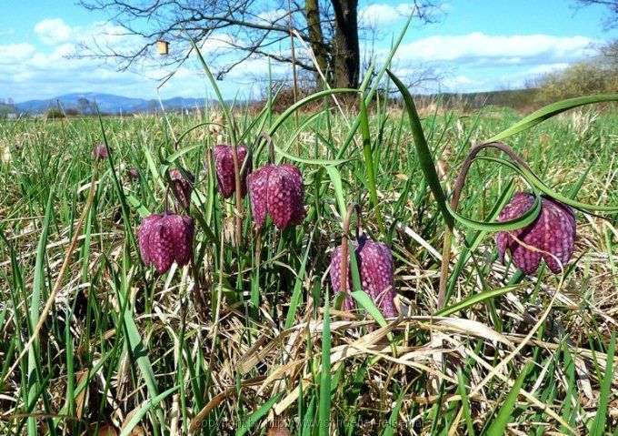 Großteinbach - Schachblume