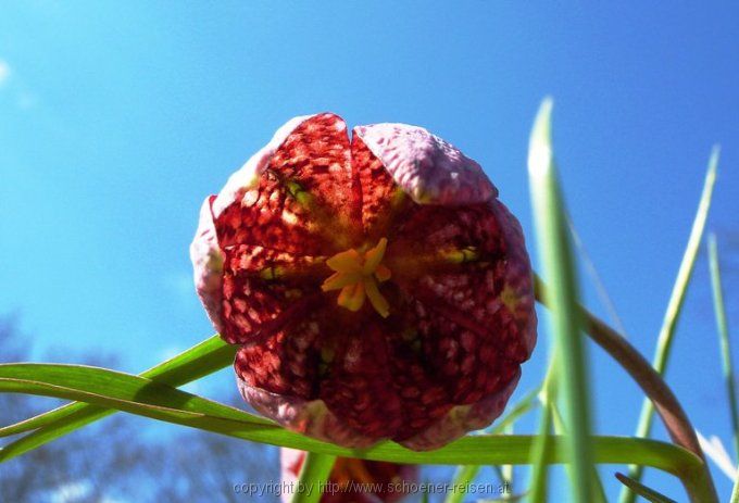 Großsteinbach - Schachblume