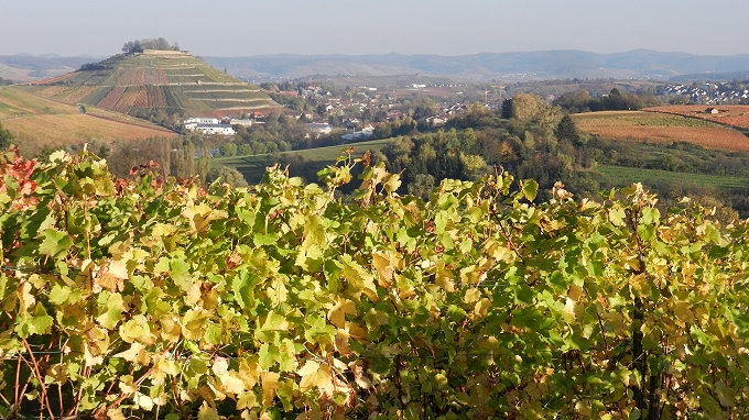 02 Weinsberg Weinberge 001.JPG 680