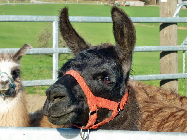 Nicht geplanter Besuch eines Ostermarkts