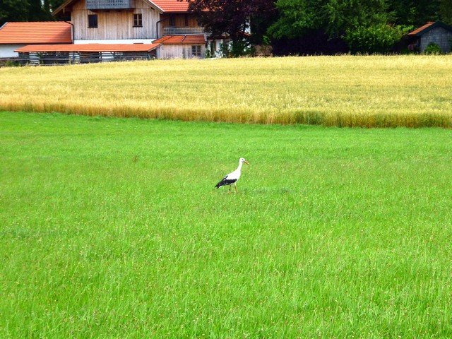 Voralpentour Bad Tölz/Wolfratshauser Land 5