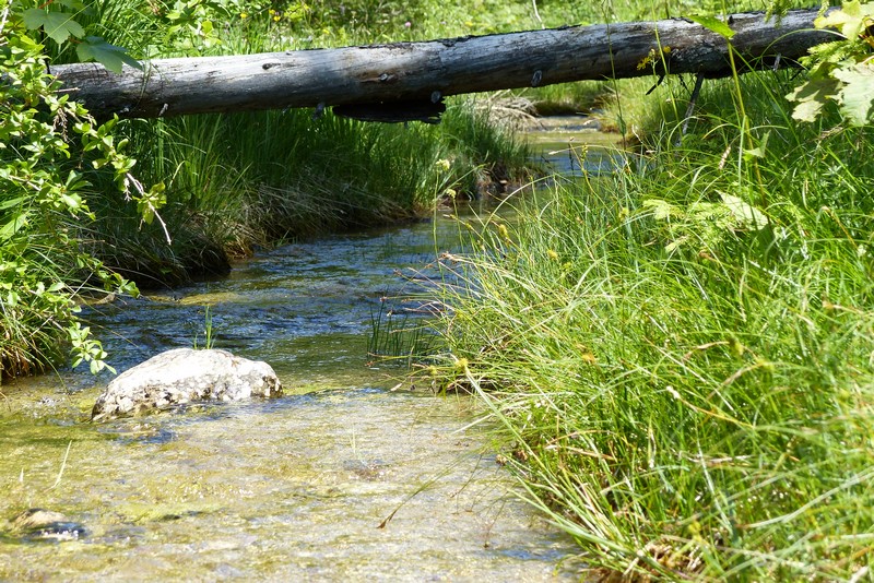 Rinnsal neben der Weißach