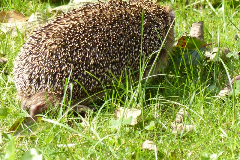 Igel