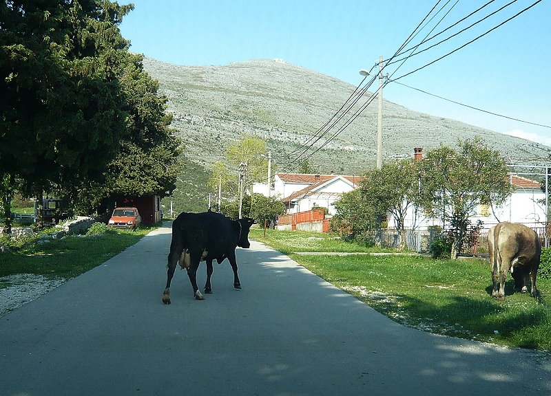 Trebinje > Tier