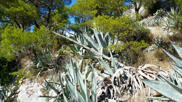 Herbst 2011, 14, Marjan 5