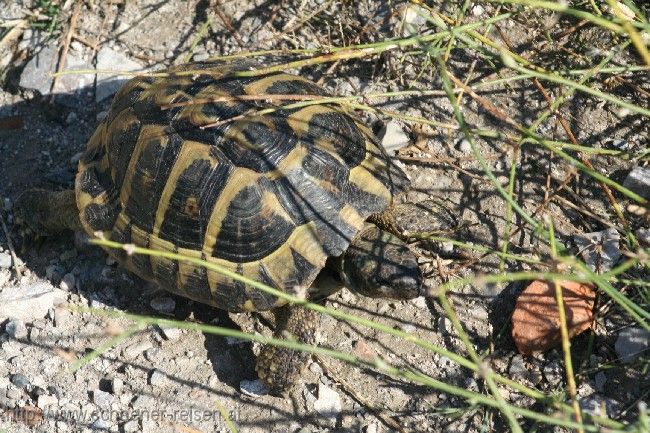 ROZAFA > Landschildkröte