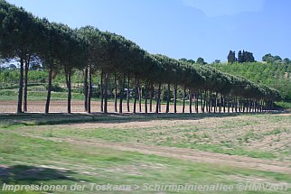 ALLEE mit Schirmpinien