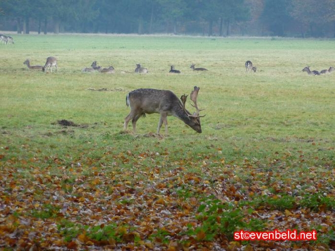 Herbst im Paleispark Apeldoorn 2