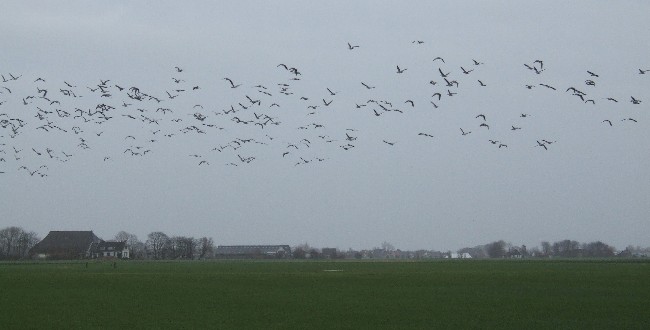 FRIESLAND > Weideland > Gänse