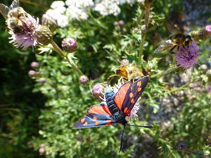 Karersee>Elisabeth-Promenade>Schmetterling6