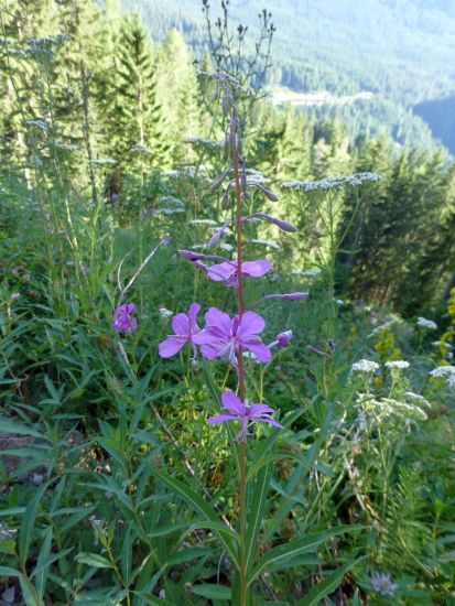 Karersee>Elisabeth-Promenade>Blumen12