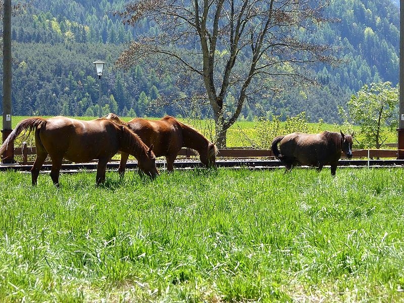 Freudpromenade klobenstein-Oberbozen