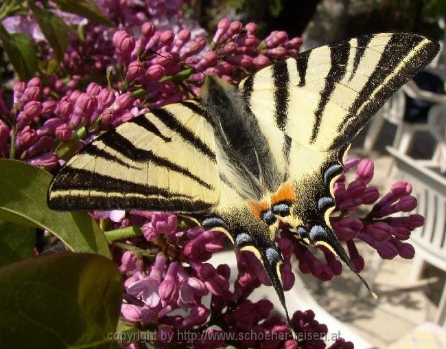 Insel Cres > Schmetterling > Schwalbenschwanz