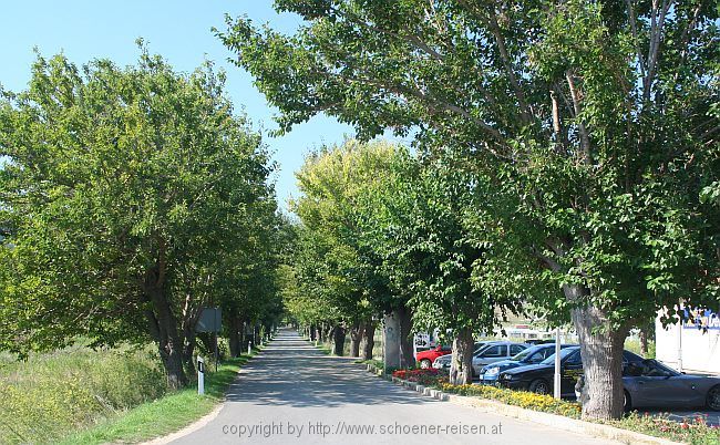 LOPAR auf der Insel Rab > Allee