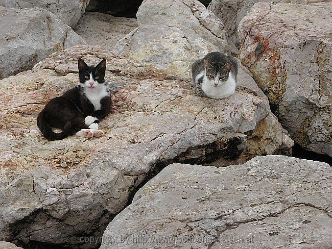 SITGES > Strand-Katzen