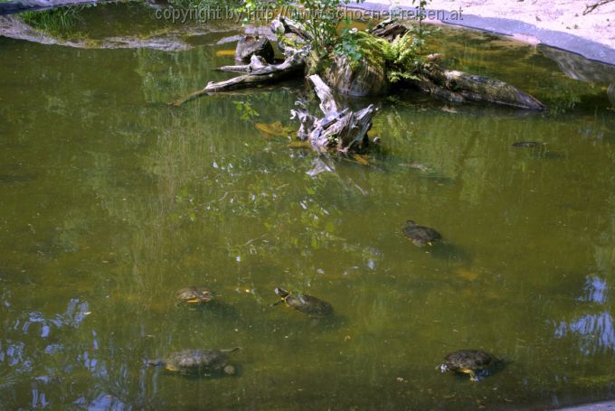 BREMEN > Botanischer Garten > Schildkrötenteich