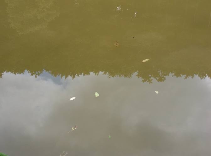 Fischteich>Spiegelung002